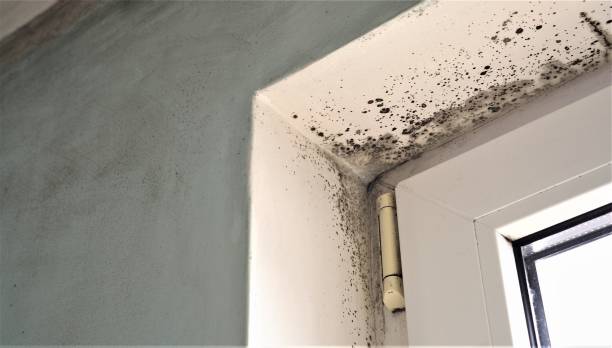 Best Attic Mold Removal  in Nedrow, NY