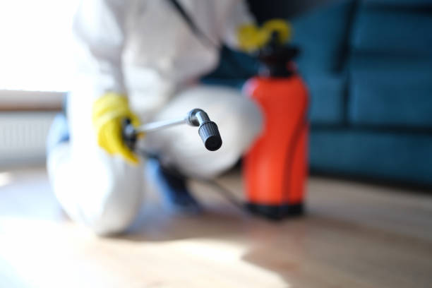 Best Black Mold Removal  in Nedrow, NY