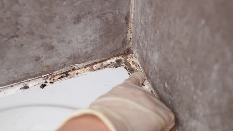 Mold Documentation for Insurance Claims in Nedrow, NY